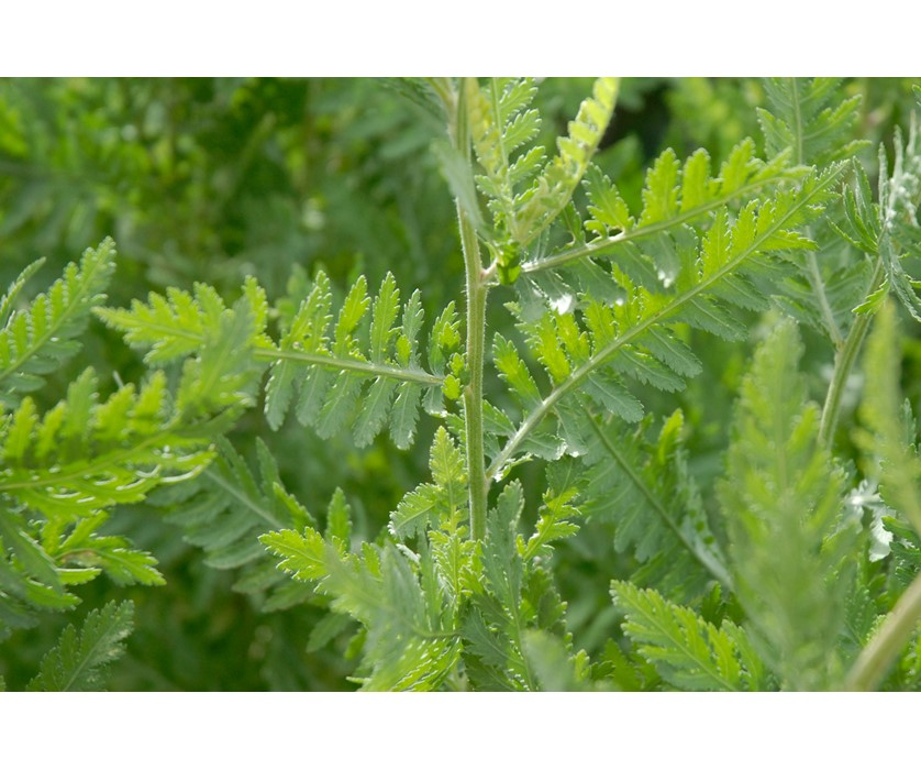 Coronation Gold Yarrow